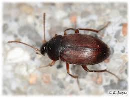 Attēlu rezultāti vaicājumam “Leiodidae”