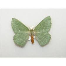 Attēlu rezultāti vaicājumam “Macaria wauaria”