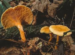 Attēlu rezultāti vaicājumam “Hygrophoropsis aurantiaca”