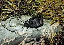 Attēlu rezultāti vaicājumam “Galeruca tanaceti”