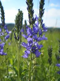 Attēlu rezultāti vaicājumam “Veronica austriaca subsp. teucrium”