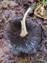 Attēlu rezultāti vaicājumam “Phleogena faginea sessile”