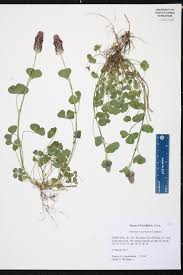 Image result for Trifolium incarnatum