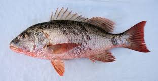 Image result for Lutjanus colorado