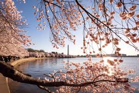 Image result for "cherry blossom" washington