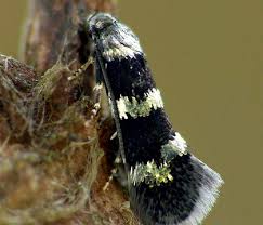 Attēlu rezultāti vaicājumam “Elachistidae”