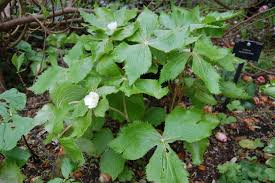 Attēlu rezultāti vaicājumam “Podophyllum hexandrum fruit”