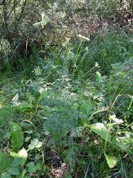 Attēlu rezultāti vaicājumam “Selinum carvifolia”