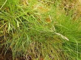 Attēlu rezultāti vaicājumam “Danthonia decumbens bud”