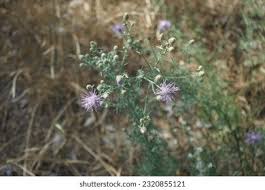 Attēlu rezultāti vaicājumam “Centaurea stoebe flower”