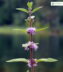 Attēlu rezultāti vaicājumam “Mentha x verticillata leaf”