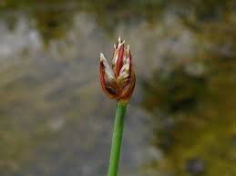 Attēlu rezultāti vaicājumam “Eleocharis quinqueflora”