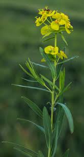 Attēlu rezultāti vaicājumam “Euphorbia virgata”