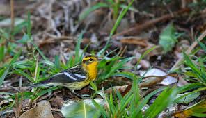 Image result for Dendroica fusca