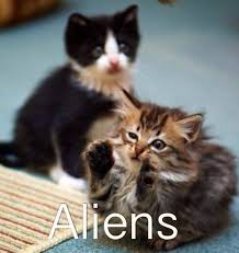 Image result for lulcatz