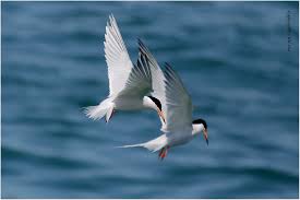 Image result for Sterna dougallii