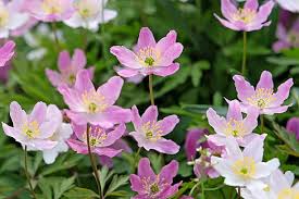 Attēlu rezultāti vaicājumam “Anemone nemorosa flower”