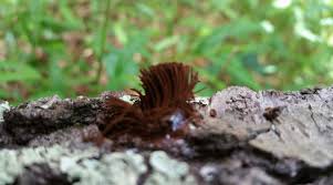 Attēlu rezultāti vaicājumam “Stemonitis lignicola macro”