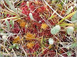 Attēlu rezultāti vaicājumam “Sphagnum rubellum”