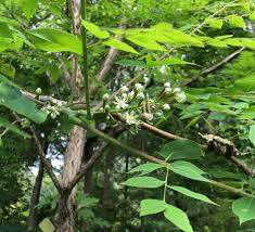 Attēlu rezultāti vaicājumam “Gymnocladus dioicus flower”
