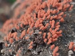 Attēlu rezultāti vaicājumam “Stemonitis lignicola stalked”