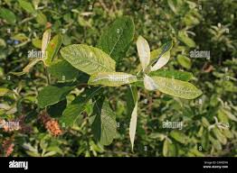 Attēlu rezultāti vaicājumam “Salix cinerea leaf”