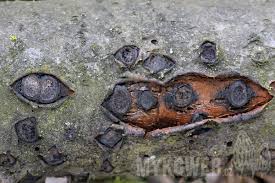 Attēlu rezultāti vaicājumam “Biscogniauxia marginata”