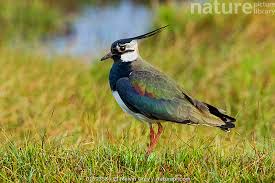 Attēlu rezultāti vaicājumam “Vanellus vanellus”