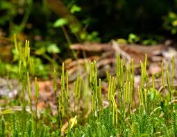 Attēlu rezultāti vaicājumam “Philonotis marchica sporophyte”