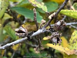 Attēlu rezultāti vaicājumam “Hamamelis vernalis bud”