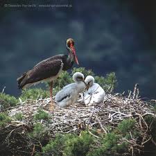 Attēlu rezultāti vaicājumam “Ciconia nigra nest”