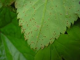 Attēlu rezultāti vaicājumam “Trachyspora intrusa”