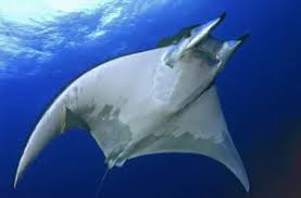 Image result for Mobula tarapacana