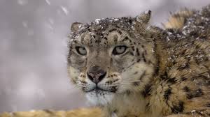 Image result for kernel panic snow leopard