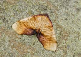 Attēlu rezultāti vaicājumam “Plagodis dolabraria”