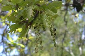 Attēlu rezultāti vaicājumam “Quercus robur male flower”