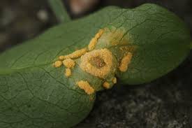 Attēlu rezultāti vaicājumam “Melampsora epitea”