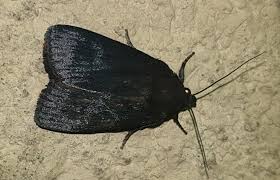 Attēlu rezultāti vaicājumam “Amphipyra livida”