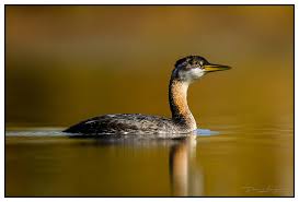 Attēlu rezultāti vaicājumam “Podiceps grisegena”