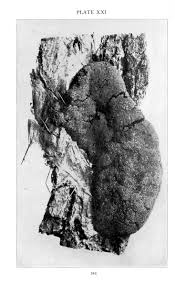 Attēlu rezultāti vaicājumam “Amaurochaete atra young”