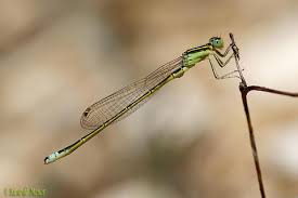 Attēlu rezultāti vaicājumam “Ischnura pumilio”