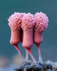 Attēlu rezultāti vaicājumam “Arcyria globosa spores”