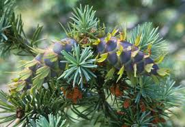 Attēlu rezultāti vaicājumam “Pseudotsuga menziesii var. glauca”