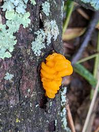 Attēlu rezultāti vaicājumam “Dacrymyces chrysospermus spores”