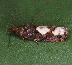 Attēlu rezultāti vaicājumam “Epirhoe tristata”