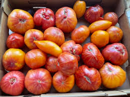 Afbeeldingsresultaat voor cabin tomato