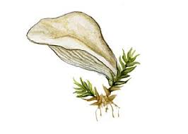 Attēlu rezultāti vaicājumam “Arrhenia spatulata”