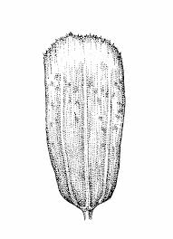 Attēlu rezultāti vaicājumam “Puccinellia distans”