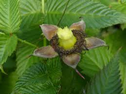 Attēlu rezultāti vaicājumam “Rubus illecebrosus”