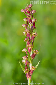 Attēlu rezultāti vaicājumam “Coeloglossum viride flower”